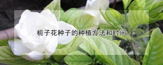 栀子花种子的种植方法和时间,第1图