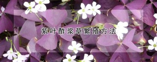 紫叶酢浆草繁殖方法,第1图