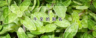 牛至的别名,第1图