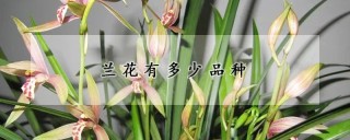 兰花有多少品种,第1图