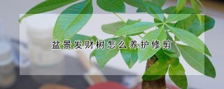 盆景发财树怎么养护修剪,第1图