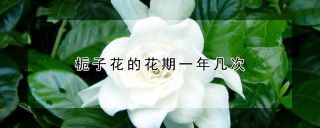 栀子花的花期一年几次,第1图