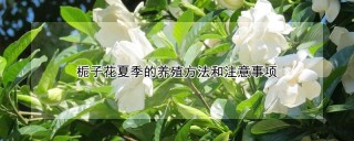 栀子花夏季的养殖方法和注意事项,第1图