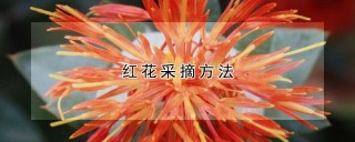 红花采摘方法,第1图