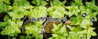 夏堇的繁殖方法,第1图