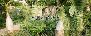 水瓶树的特点,第1图