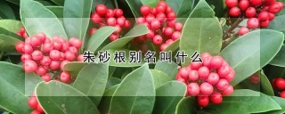 朱砂根别名叫什么,第1图