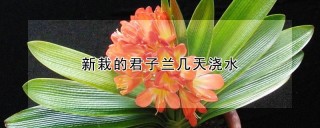 新栽的君子兰几天浇水,第1图