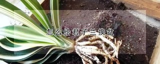 怎么给君子兰换盆,第1图