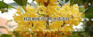 桂花树枝可以用水插活吗,第1图