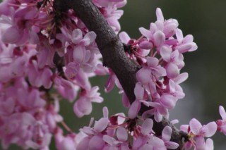 有几种紫荆花树,第2图