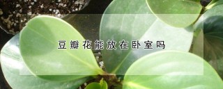 豆瓣花能放在卧室吗,第1图