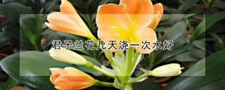 君子兰花几天浇一次水好,第1图