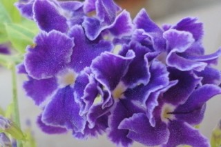 紫罗兰花怎么养,第2图