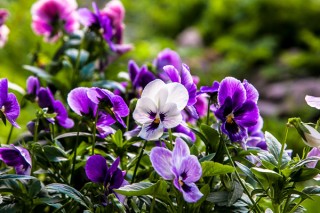 紫罗兰花有几种,第3图