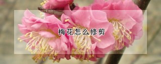 梅花怎么修剪,第1图