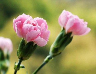 康乃馨如何种植，做好七大方法可鲜艳美丽,第1图