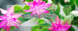 蟹爪兰有花苞多久开花,第1图