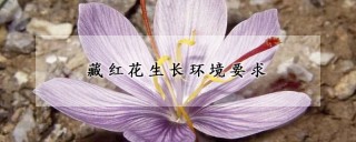 藏红花生长环境要求,第1图