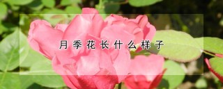 月季花长什么样子,第1图