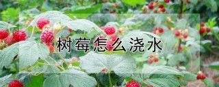 树莓怎么浇水,第1图