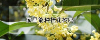 家里能种桂花树吗,第1图