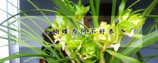 余蝴蝶为何不好养,第1图