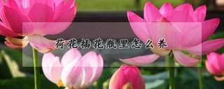 荷花插花瓶里怎么养,第1图