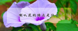 喇叭花的特点是什么,第1图