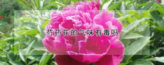 芍药花的气味有毒吗,第1图