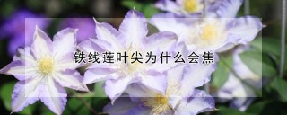 铁线莲叶尖为什么会焦,第1图