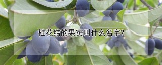 桂花结的果实叫什么名字?,第1图