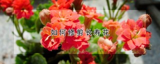 如何修剪长寿花,第1图