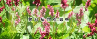 蓼科植物有哪些,第1图