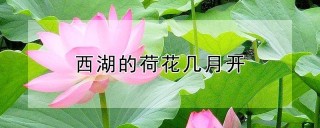 西湖的荷花几月开,第1图