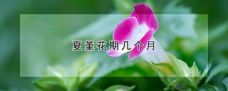 夏堇花期几个月,第1图