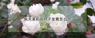 秋天茉莉花叶子发黄怎么办,第1图