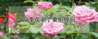 月季花谢了要剪掉吗,第1图