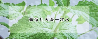 薄荷几天浇一次水,第1图