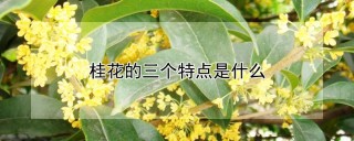 桂花的三个特点是什么,第1图