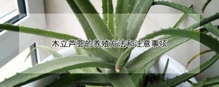 木立芦荟的养殖方法和注意事项,第1图