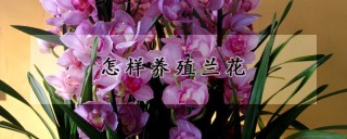 怎样养殖兰花,第1图