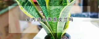 室内适合养虎皮兰吗,第1图