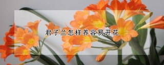 君子兰怎样养容易开花,第1图