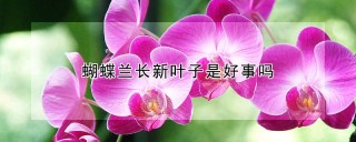 蝴蝶兰长新叶子是好事吗,第1图