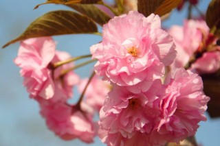 樱花树几年才能长大,第3图