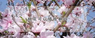 桃花可以插枝种吗,第1图