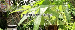 发财树养护正确方法,第1图