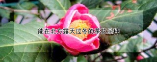 能在北方露天过冬的茶花品种,第1图