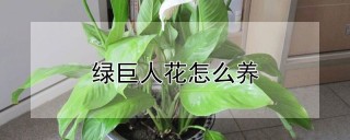 绿巨人花怎么养,第1图